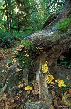 mushrooms growing on the side of a tree stump in a forest with sun shining through the trees