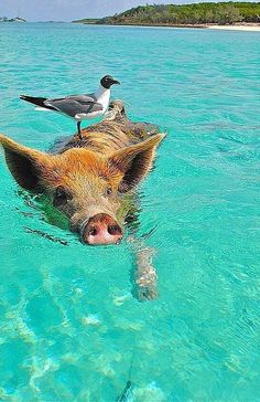 a pig swimming in the ocean with seagulls sitting on it's back