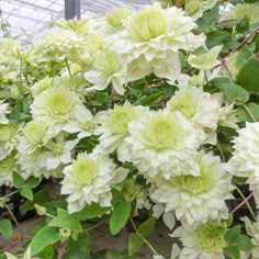 white flowers are growing in a greenhouse