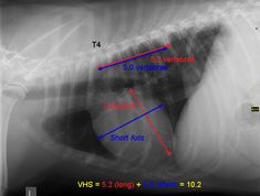 an x - ray shows the chest and shoulder with three different areas labeled in red