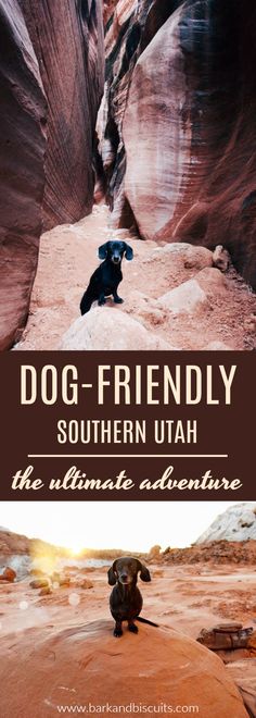 a dog sitting on top of a rock in the middle of a canyon with text reading dog - friendly southern utah the ultimate adventure