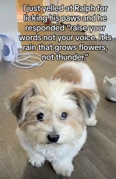 a small dog sitting on top of a wooden floor