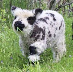 a black and white dog standing on top of a lush green field