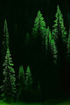 a painting of trees in the dark with green grass