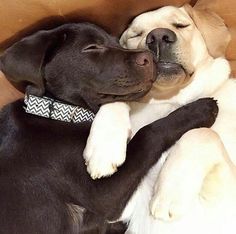 two black and white dogs laying next to each other