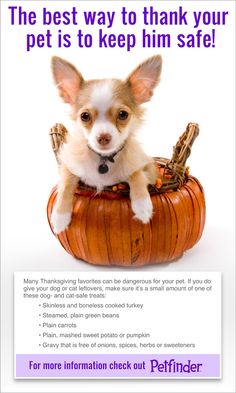 a small dog sitting in a pumpkin basket with the caption, the best way to thank your pet is to keep him safe