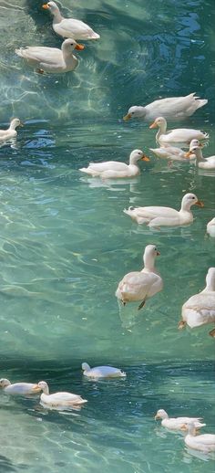 many white birds are swimming in the water