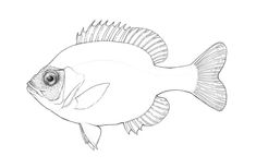 a drawing of a fish on a white background