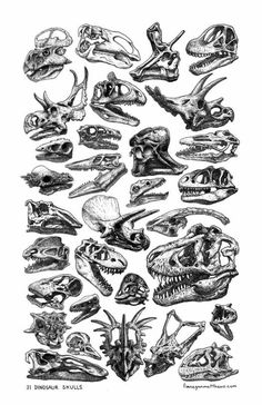 an old drawing of different types of skulls