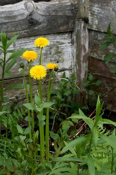 three yellow dandelions growing in front of an old wooden fence and log wall