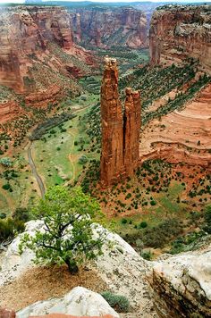 a view of the canyons and mountains from above, with a tree in the foreground