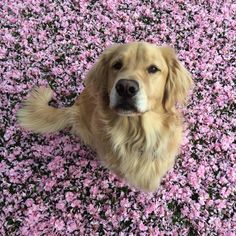 a golden retriever laying on the ground surrounded by pink flowers