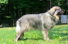 a large dog standing on top of a lush green field