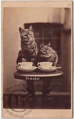 two cats sitting on top of a table with cups