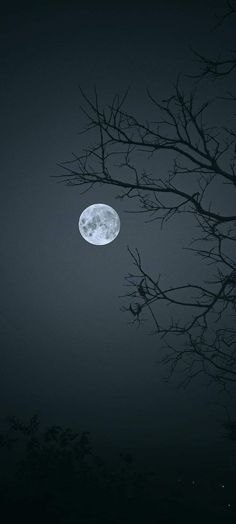 a full moon is seen through the branches of a tree on a foggy night