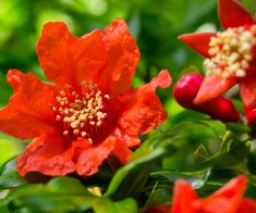 red flowers with green leaves in the background