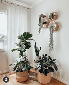 three potted plants are sitting on the floor in front of a window with white curtains