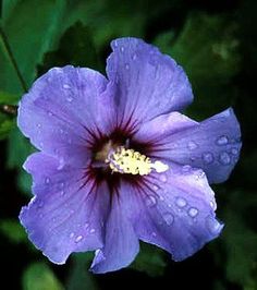 a purple flower with water droplets on it