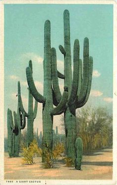 an old postcard shows a large cactus in the desert