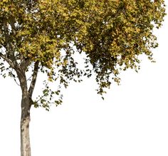 a tree with yellow leaves on it is in the middle of a grassy area, against a white background