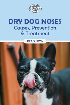 a black and white dog with its tongue out in front of a wooden fence that says dry dog noses cause, prevention & treatment read now