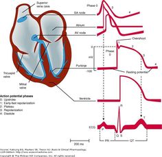 diagram of the heart and its major vessels, labeled in red with arrows pointing to each other