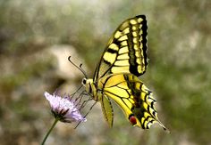 a yellow butterfly sitting on top of a purple flower