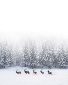 some deer are walking through the snow in front of trees