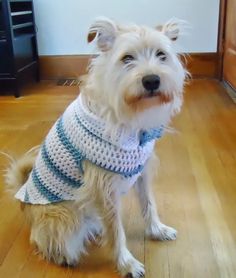 a small white dog sitting on top of a wooden floor