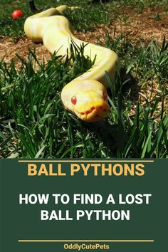 a yellow snake laying in the grass with text overlay that reads ball pythons how to find a lost ball python