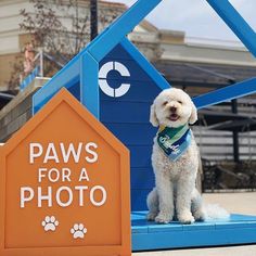 a white dog sitting in front of a blue house with paws for a photo on it