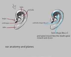 an ear anatomy and its parts labeled