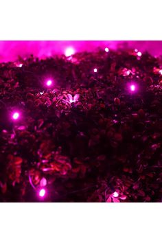 purple lights shine brightly in the dark, with small bushes growing on it's sides