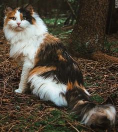 a cat sitting on the ground next to a tree