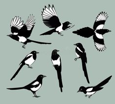 birds flying in the air with their wings spread out and one is black and white