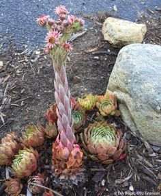 some very pretty flowers by some big rocks