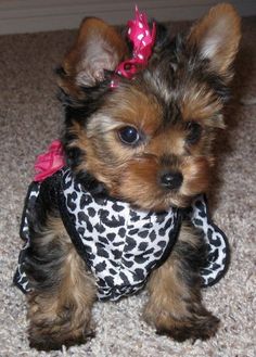 a small dog with a pink flower in it's hair sitting on the floor