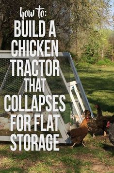 chickens are standing in front of a chicken coop with the words how to build a chicken tractor that collapses for flat storage