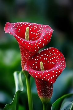 two red flowers with white dots on them