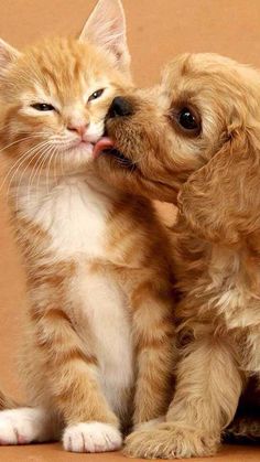 Raining Cats And Dogs, Animals Friendship, Orange Cats, Kittens And Puppies, Animal Videos, Cute Animal Pictures, Cute Kittens, Funny Animal, Dog Photos