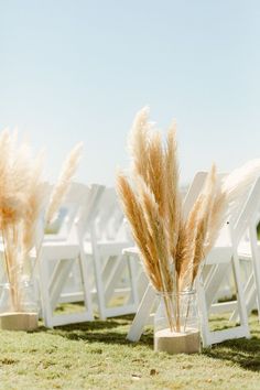 there are many white chairs lined up in the grass with tall pamodia plants