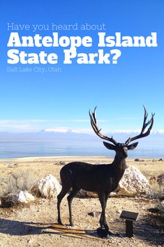 an antelope standing in the middle of a field with text overlay that reads have you heard about antelope island state park? salt lake city, utah