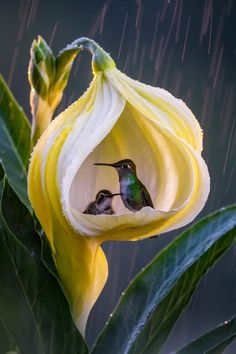 two hummingbirds sitting in the middle of a flower with rain falling down on them