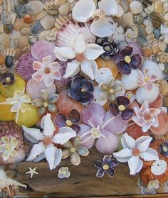 an arrangement of seashells and starfish on a wooden board with sea shells