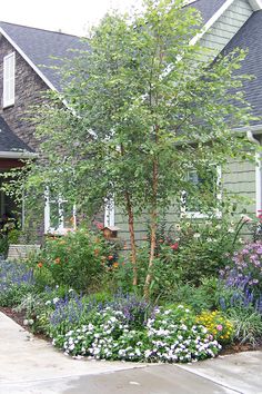 a small tree in front of a house with flowers on the ground and around it