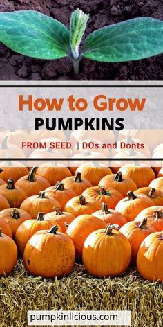 pumpkins with the title how to grow pumpkins from seed / do's and don'ts