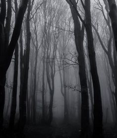 black and white photo of trees in the foggy forest with no leaves on them