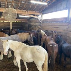 a group of horses standing inside of a barn