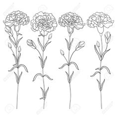 four different types of carnation flowers on a white background stock photo and royalty illustration