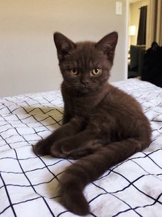 a brown cat laying on top of a bed